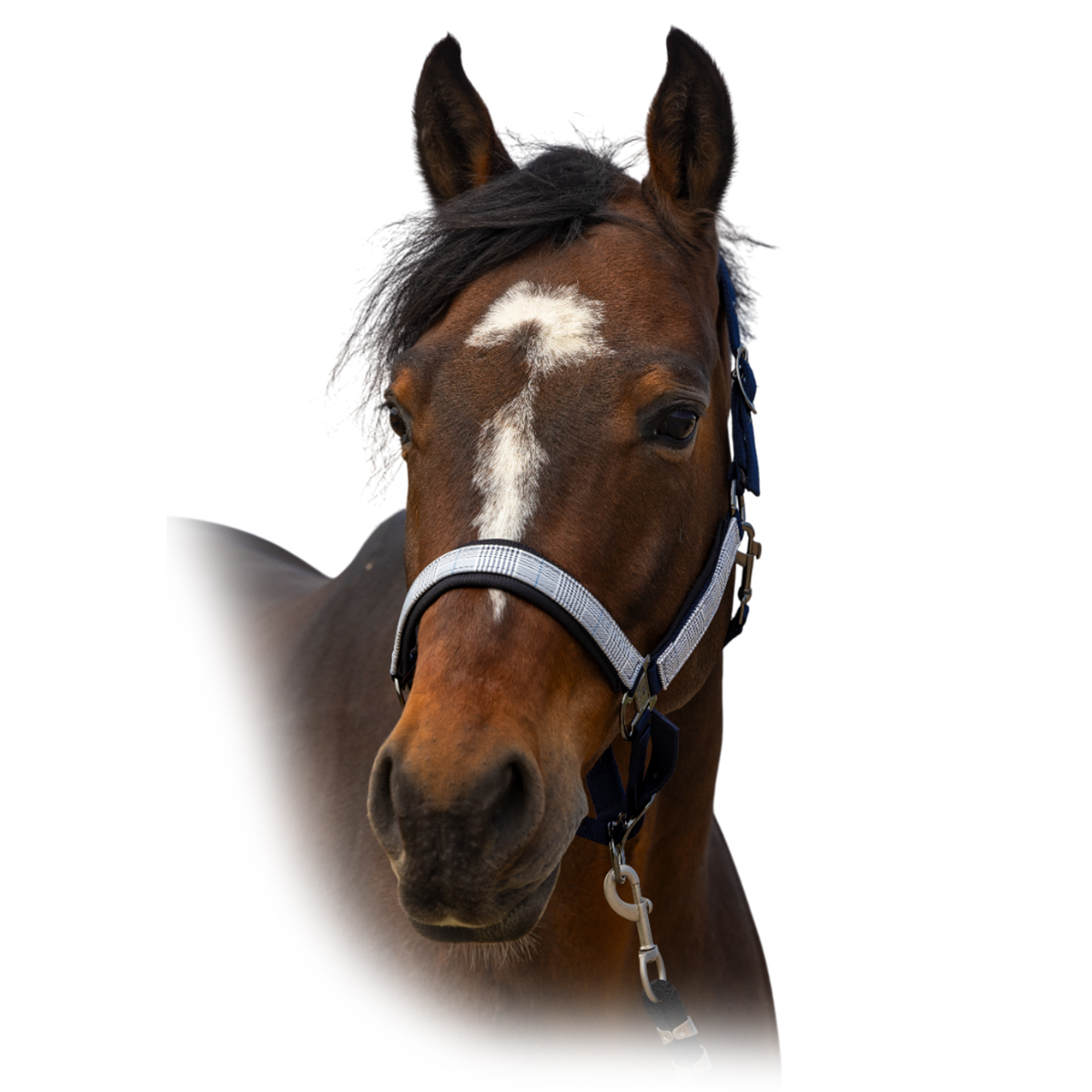 Недоуздок "Nylon Check"  Недоуздок "Nylon Check"