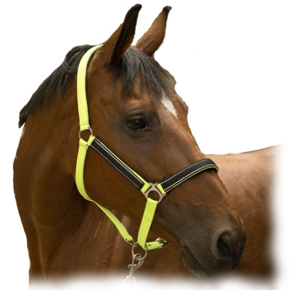 Недоуздок неоновый "HIGH VISIBILITY" Недоуздок неоновый "HIGH VISIBILITY"
