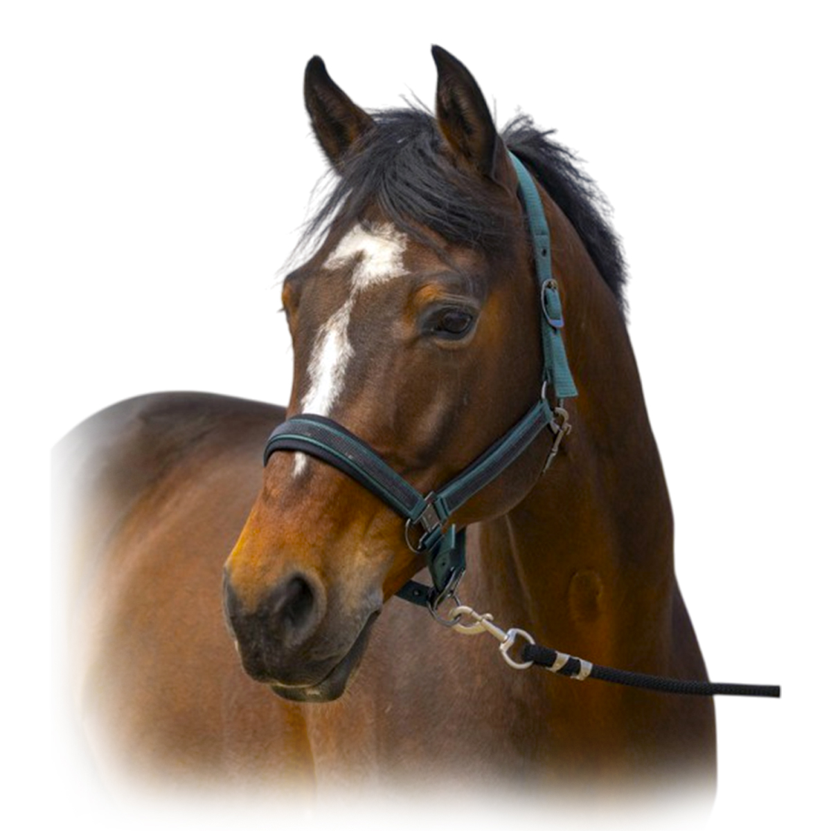 Недоуздок "Nylon Strass" Недоуздок "Nylon Strass"