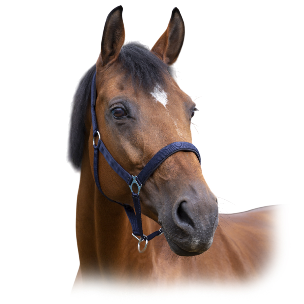 Недоуздок нейлоновый NORTON Недоуздок нейлоновый NORTON