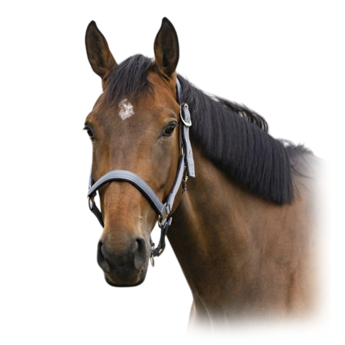 Недоуздок нейлоновый AIR на подложке