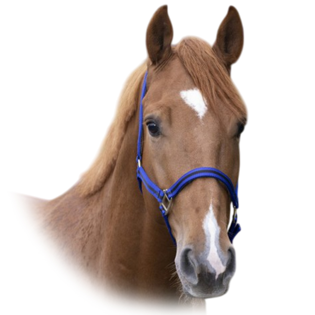 Недоуздок нейлоновый с подложкой Недоуздок нейлоновый с подложкой