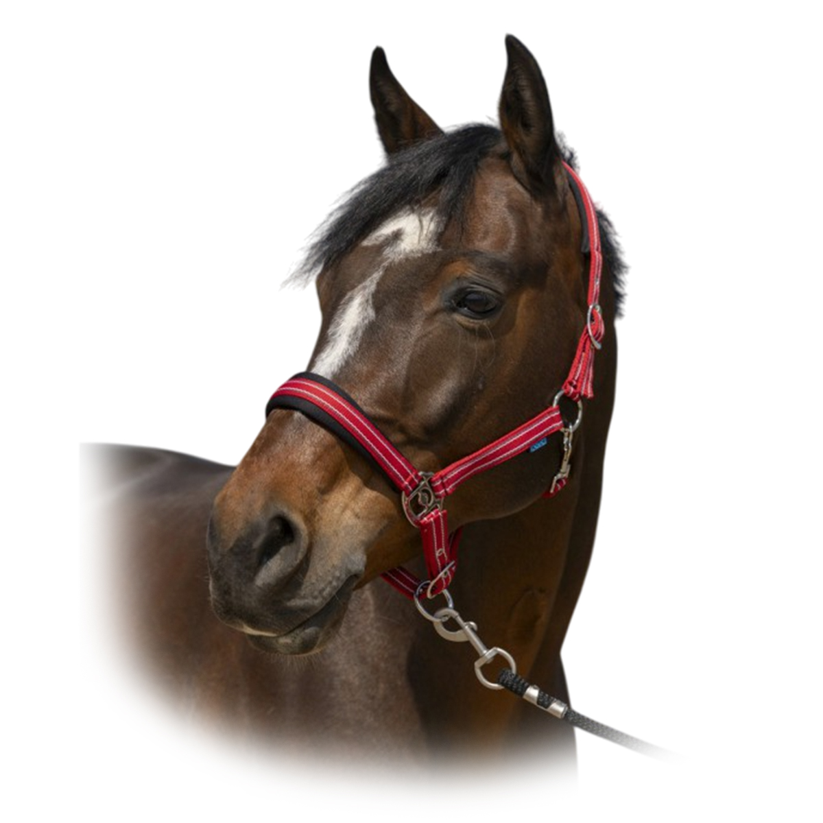 Недоуздок "4lines" Недоуздок "4lines"