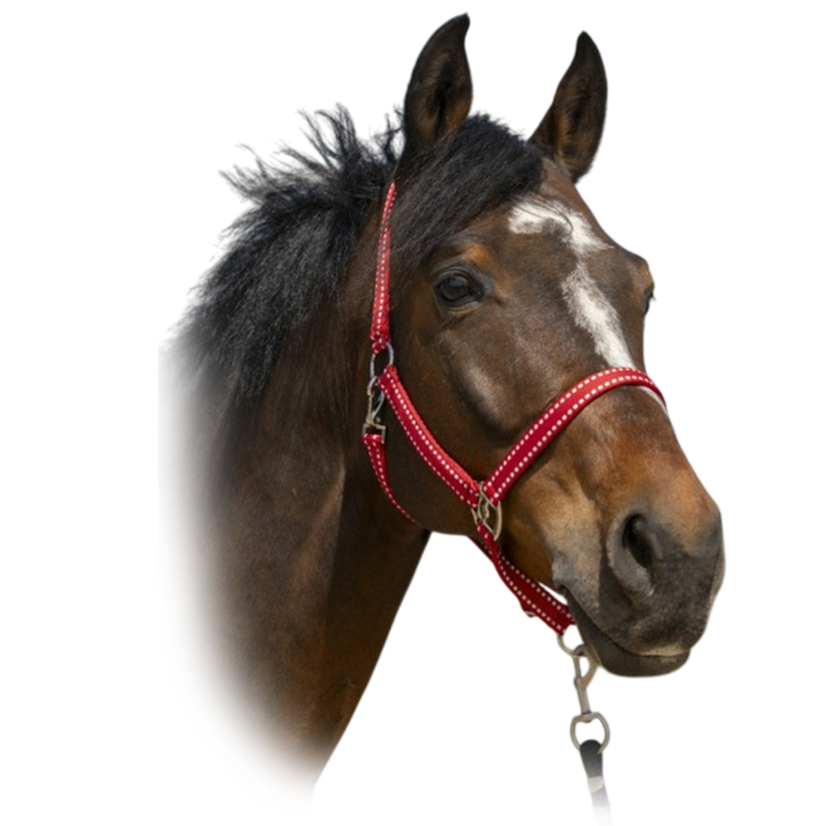 Недоуздок "Grooming" 