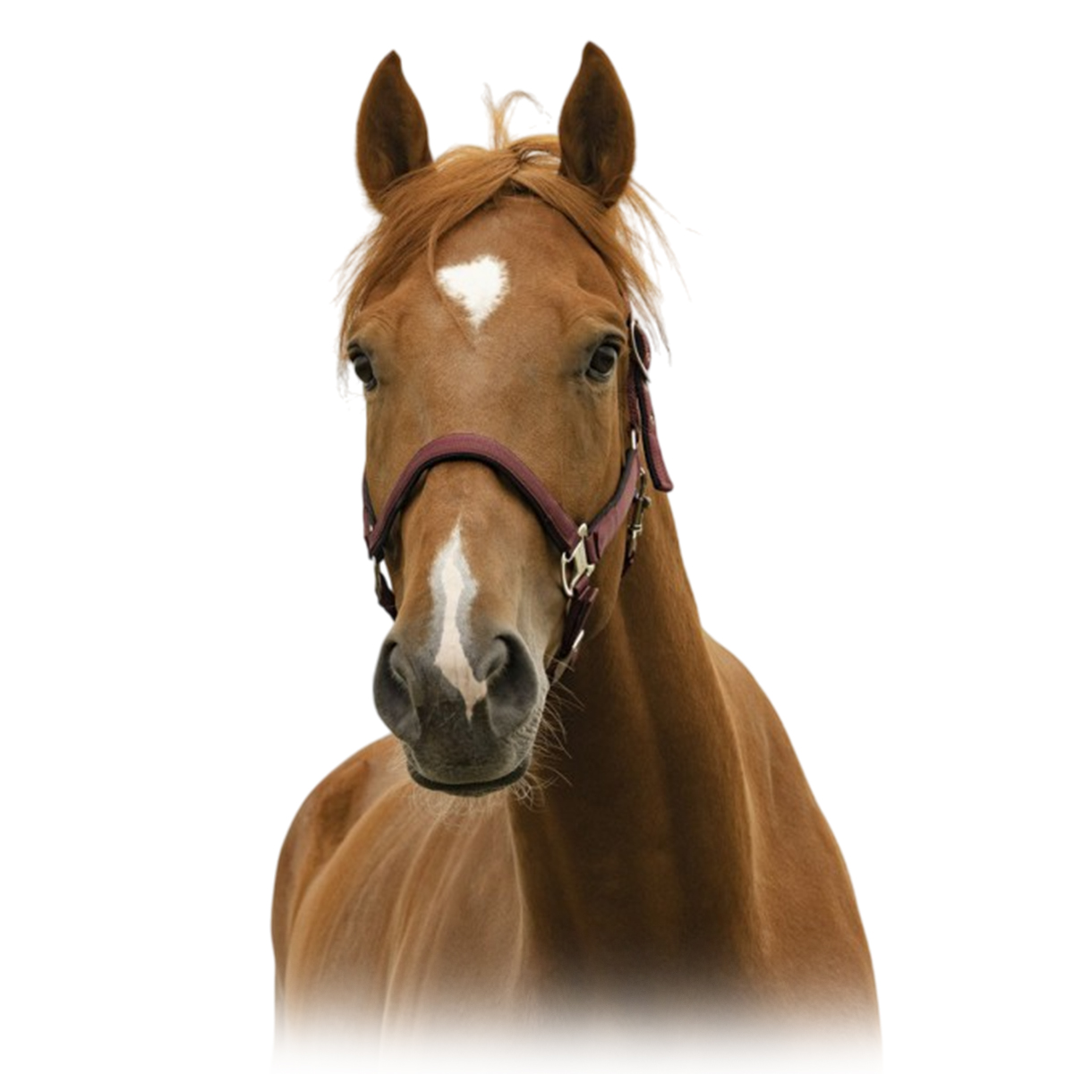 Недоуздок нейлоновый AIR на подложке Недоуздок нейлоновый AIR на подложке