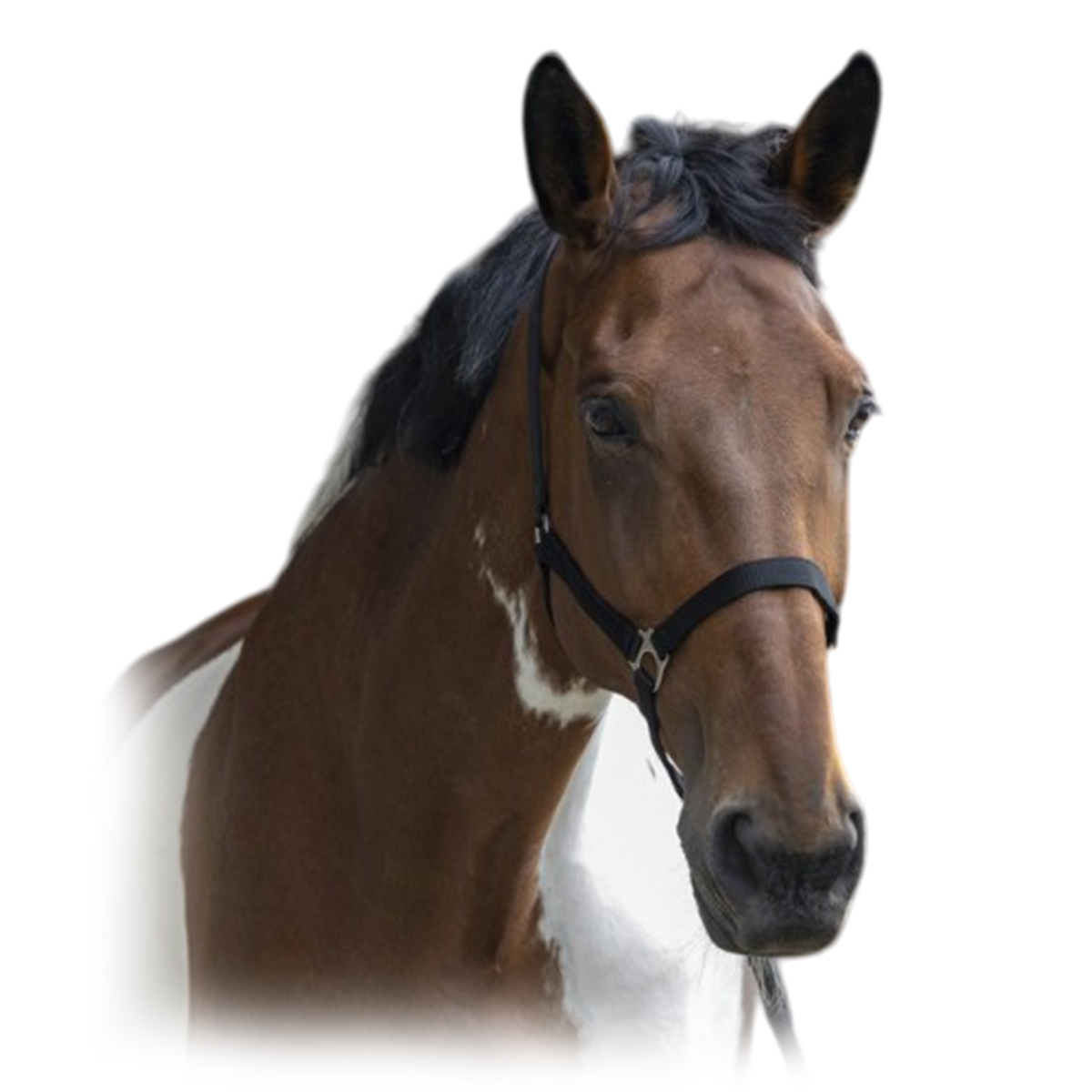 Комплект (недоуздок+чумбур) "CLUB" Комплект (недоуздок+чумбур) "CLUB"