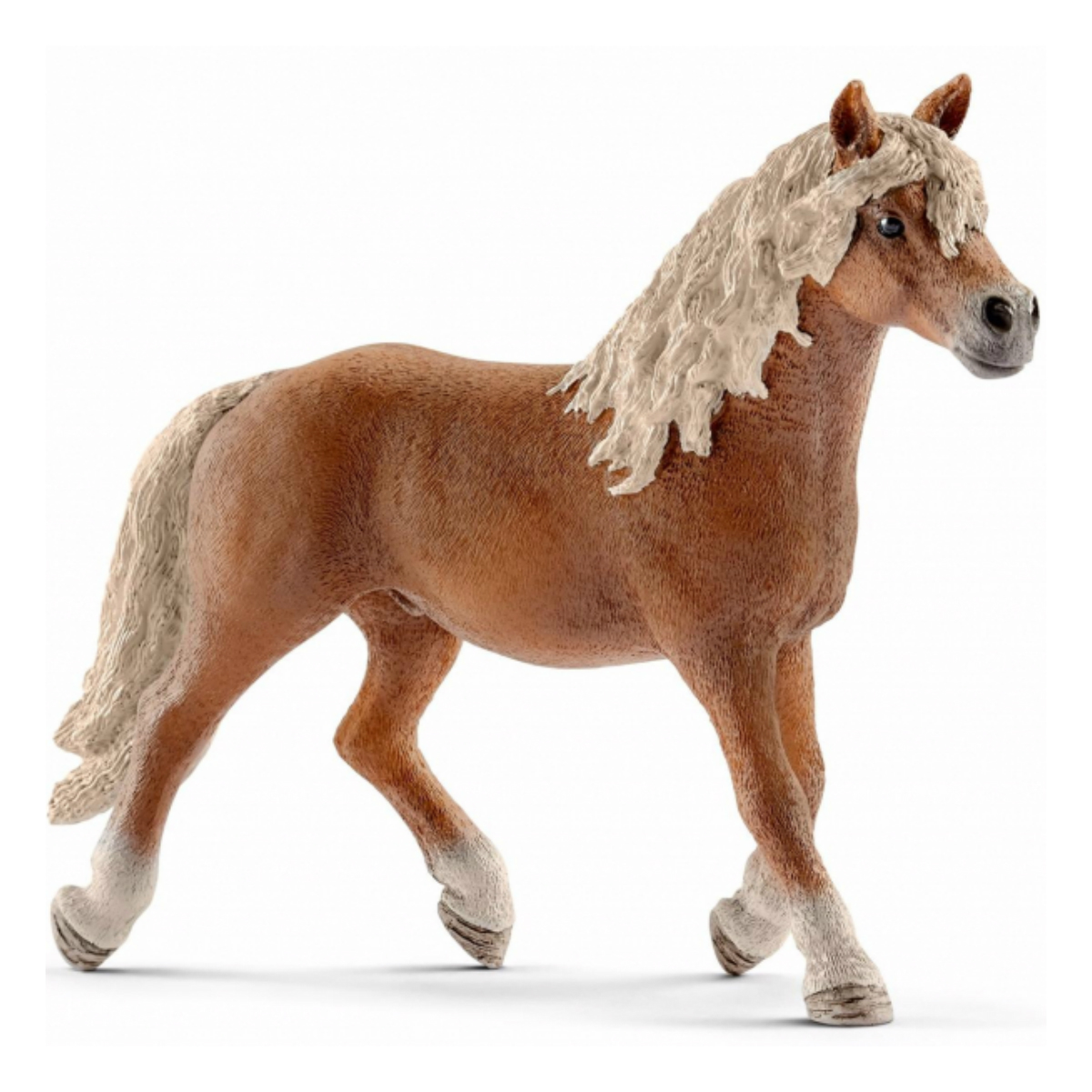 Жеребец хафлингер