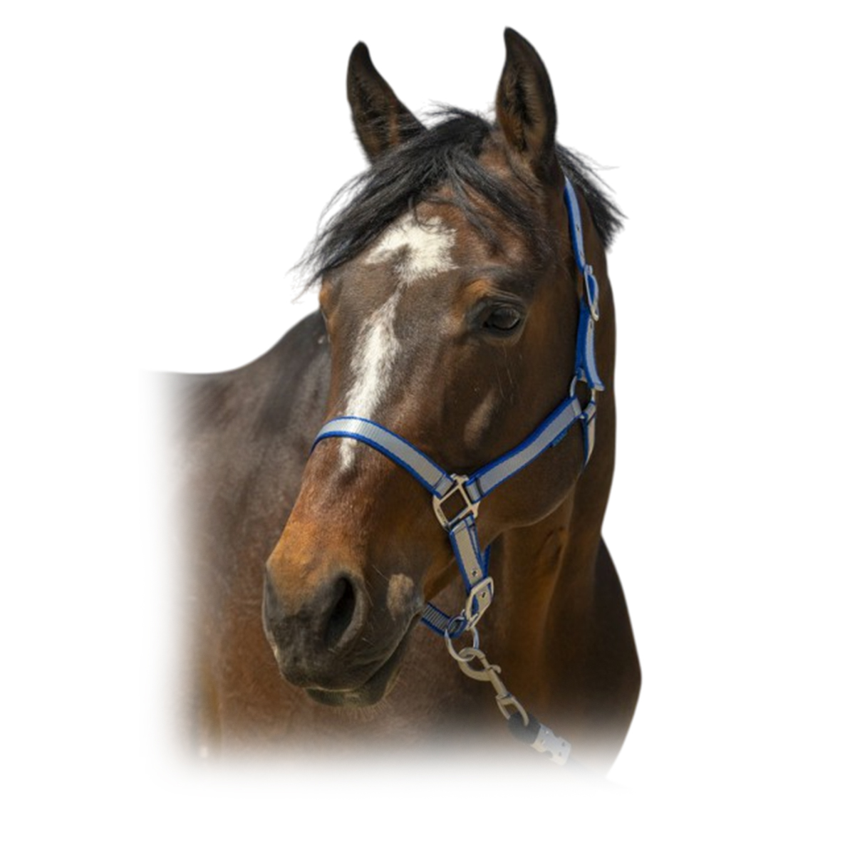 Недоуздок "Nylon Soft" 