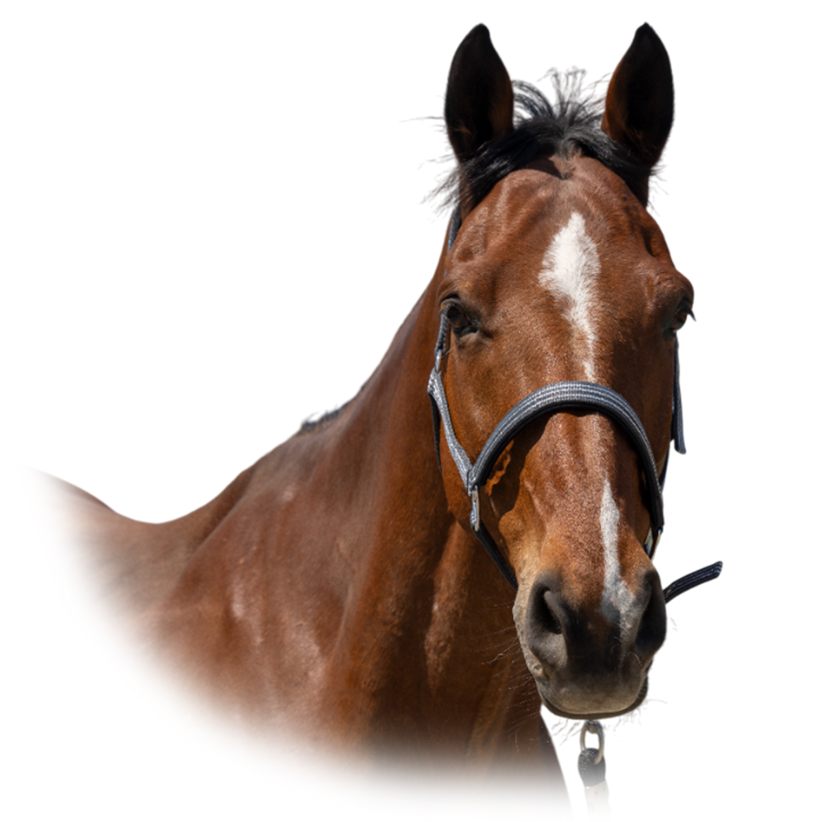 Недоуздок "Zari" Недоуздок "Zari"