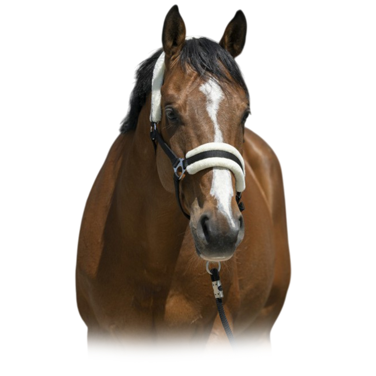 Недоуздок с мехом Недоуздок с мехом