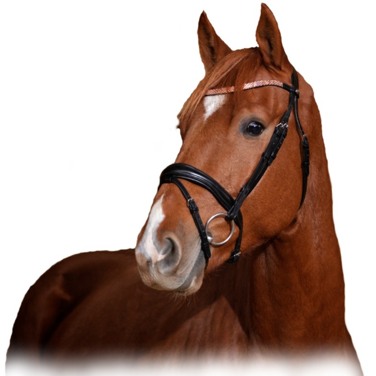 Оголовье трензельное "BRILLANT" Оголовье трензельное "BRILLANT"