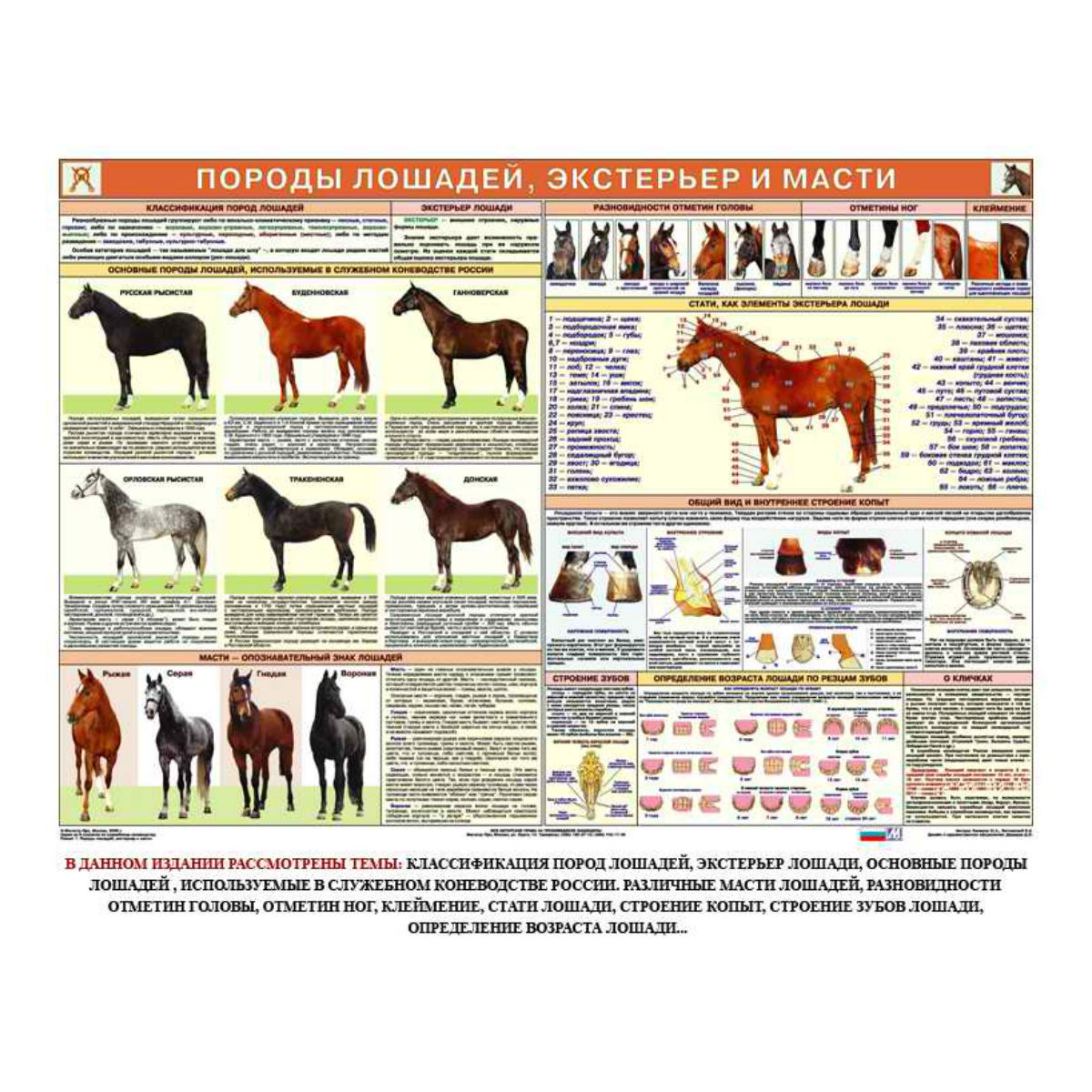 Комплект плакатов "Служебное коневодство" Комплект плакатов "Служебное коневодство"