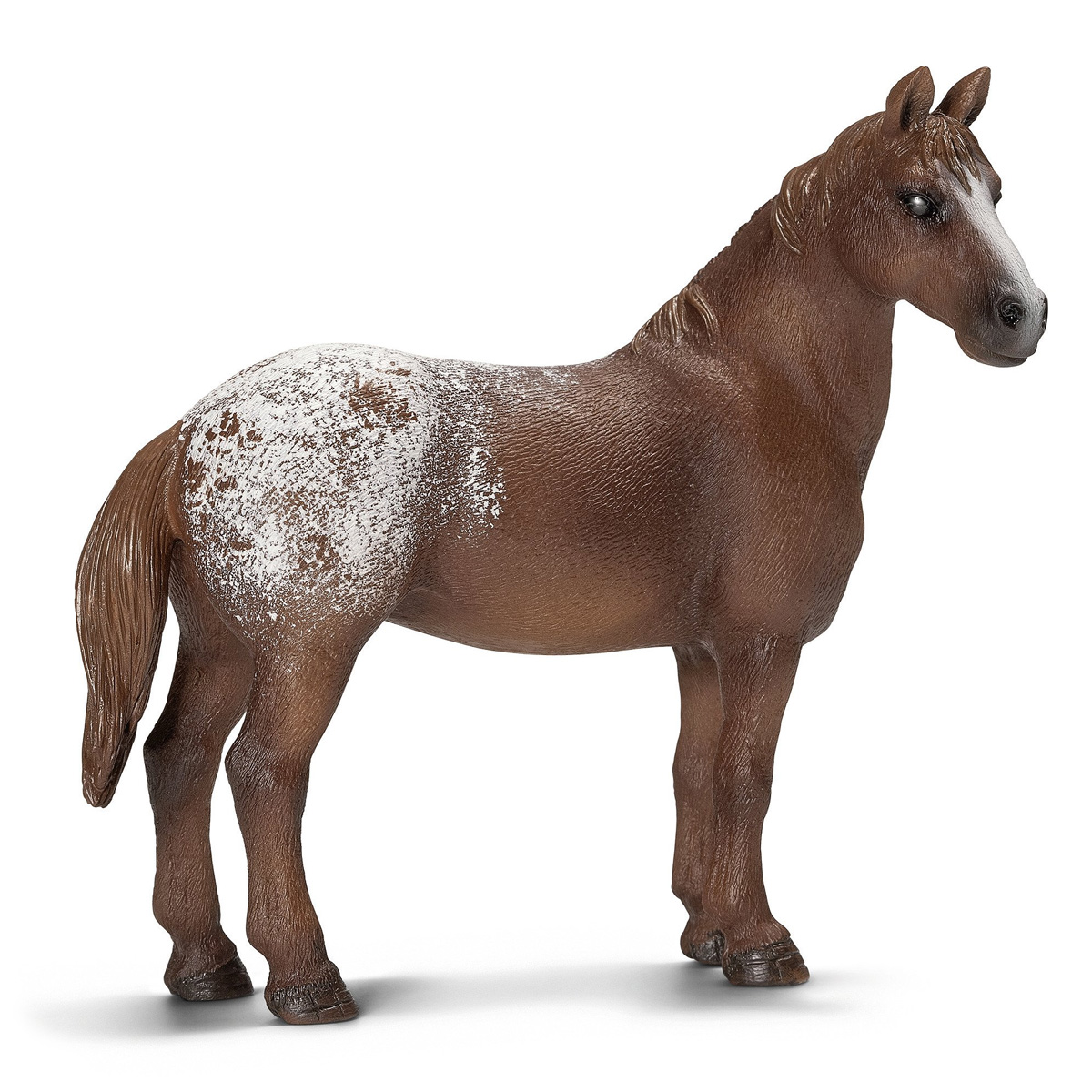 Кобыла аппалузская Кобыла аппалузская