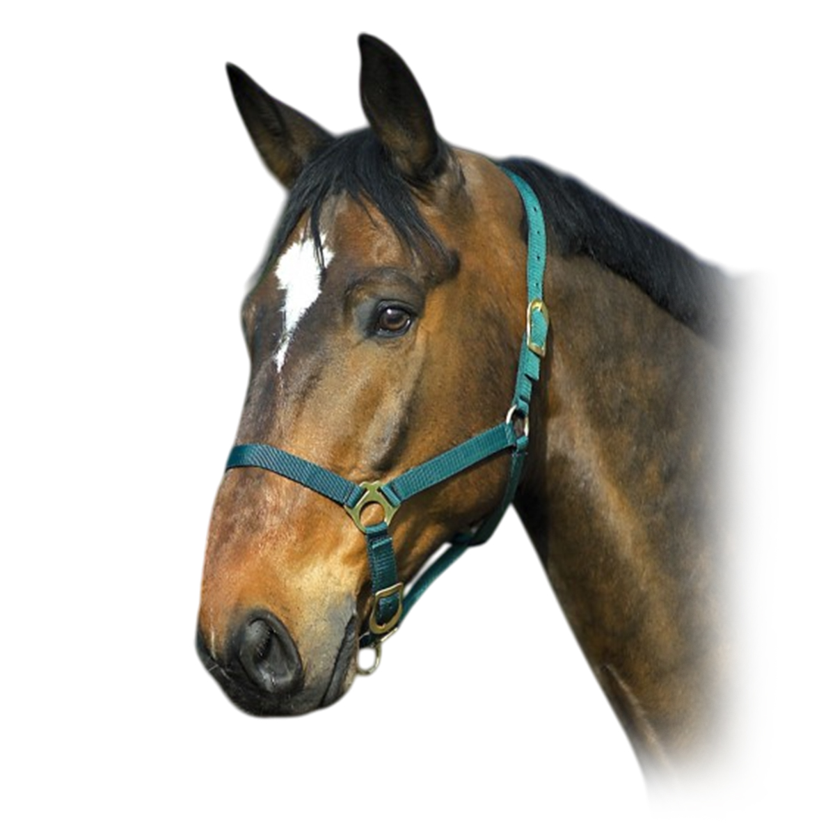 Недоуздок нейлоновый 