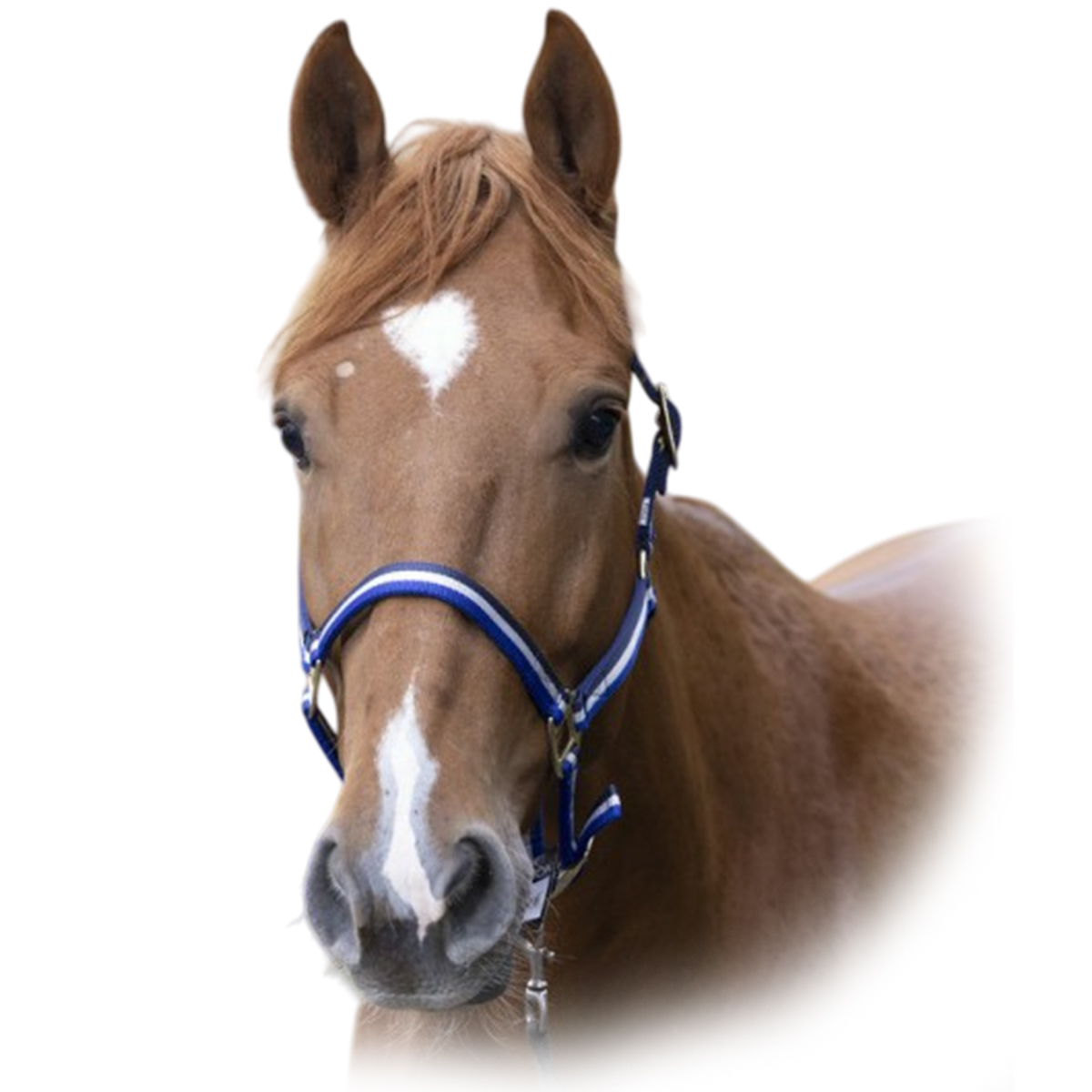 Недоуздок нейлоновый с подложкой Недоуздок нейлоновый с подложкой