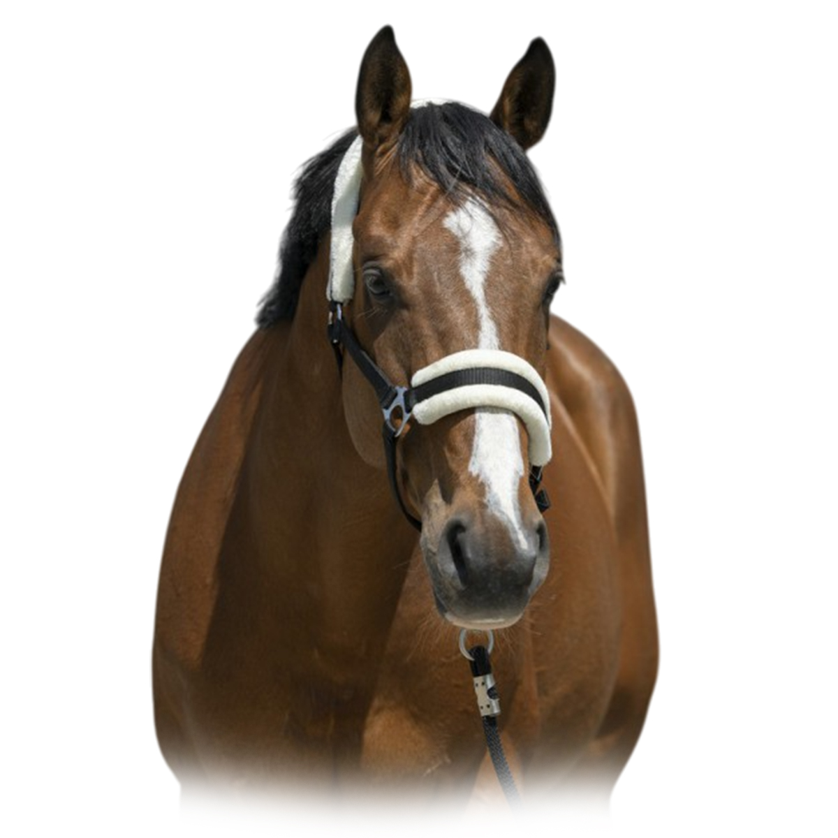 Недоуздок с мехом Недоуздок с мехом