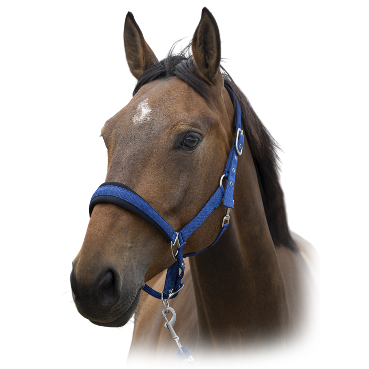 Комплект (недоуздок+чумбур) NORTON Комплект (недоуздок+чумбур) NORTON