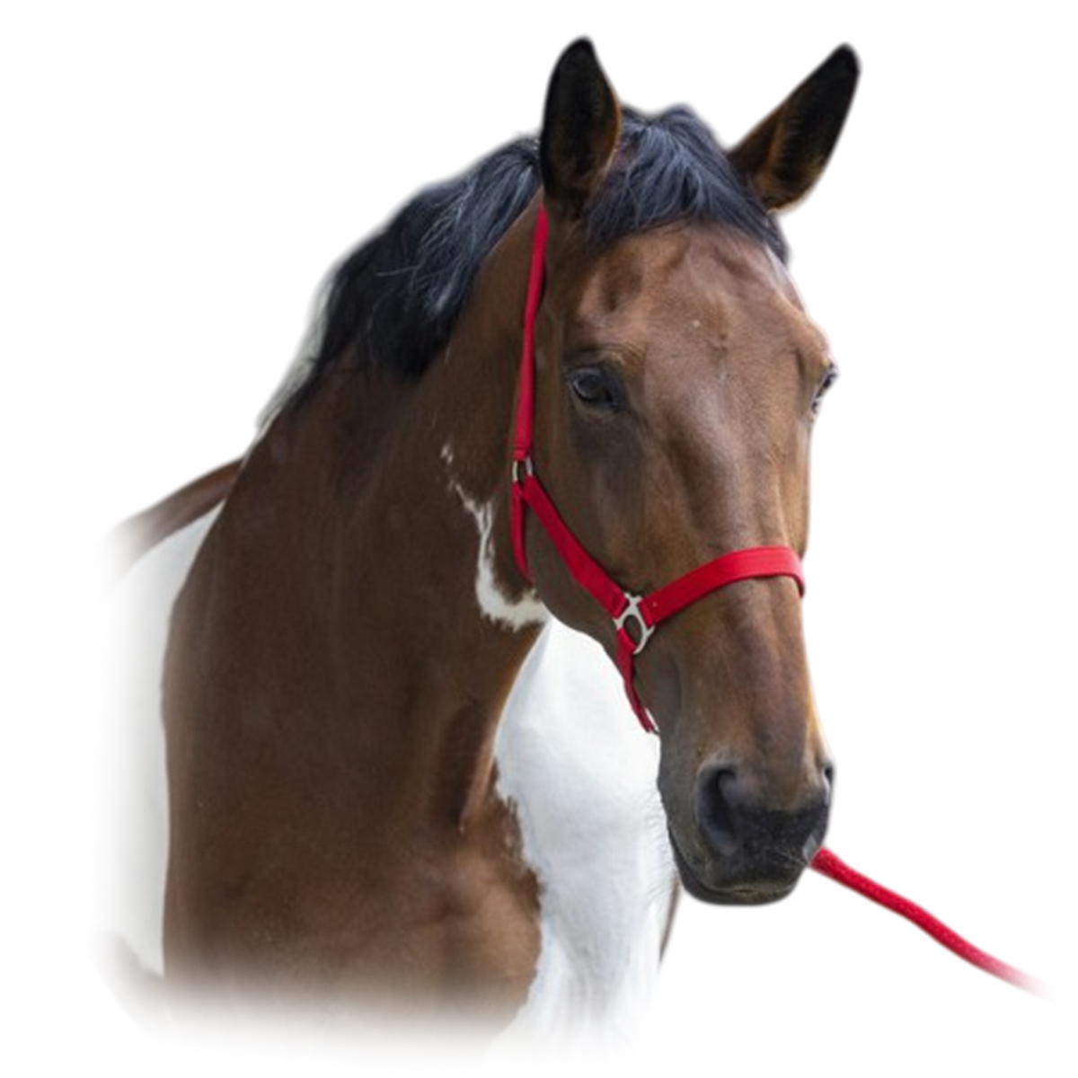 Комплект (недоуздок+чумбур) "CLUB" Комплект (недоуздок+чумбур) "CLUB"