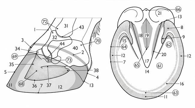 Анатомия копыта лошади - выбирайте подковы правильно