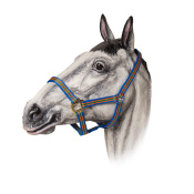 Недоуздок нейлоновый цветной "TAYGA" Недоуздок нейлоновый цветной "TAYGA"