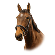 Оголовье трензельное Square Оголовье трензельное Square